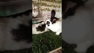 Top Quality Chekard Giant 7kg Breed || Malik Rabbit Farms Chakwal 03325558762