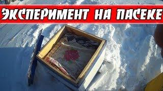 ЗИМОВКА БЕЗ УТЕПЛЕНИЯ \\ РАСЧИЩАЮ СНЕГ \\ МОЁ ПЧЕЛОВОДСТВО