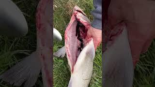 Полное видео на канале. Засолка «Чира» #fishing #россия #fish #чир #саха #якутия