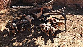 PREJUÍZO EM QUESTÃO DE MANEJO COM AS GALINHAS CAIPIRAS…