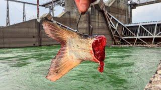 The BIGGEST Fish I've EVER Caught!!! (New PB x2!)