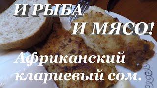 И рыба, и мясо. Африканский клариевый сом. Рыба без вкуса и запаха рыбы.