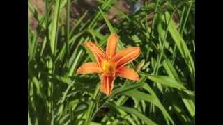 Plant portrait - Daylily (Hemerocallis fulva)