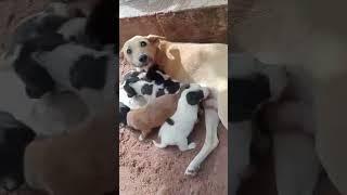 African dog just litter sets of puppies  #puppy #allbreeds #myanimals #dogs #pets #breed #mydogs