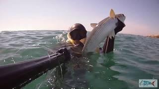 Pescasub : A caccia di spigole nel Lazio - Claudio Basili