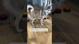 Sapphie presses buttons to talk tik tok sapphie the pomsky