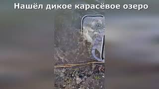 Нашёл карасёвое озеро. Рыбалка в Ленинградской области