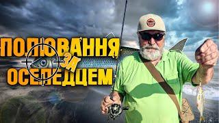 Полювання на оселедця на дикому пляжі. На що клює дніпровий оселедець?