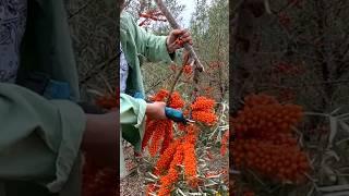 Sea Buckthorn Harvest #satisfying#shot