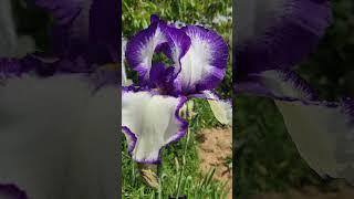 Bearded Iris #garden #gardening #beardediris #flowers #bouquet