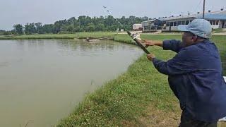 Catfish Farm Feeding Frenzy Paid off BIG for Mom!!! #catfish