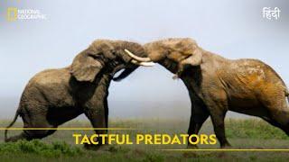 Tactful Predators | Animal Fight Club | हिन्दी | Full Episode | S4 - E4 | National Geographic