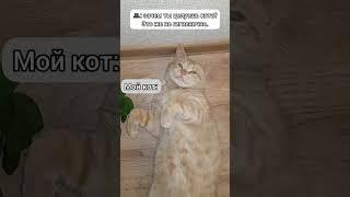 а как его не целовать? #кот #рыжийкот #котэйка #котики #животные #забавныеживотные #котыроссии