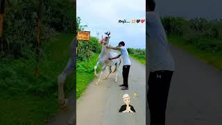 my heart Roji (jiv) #viral #horse #shorts #hors #trending