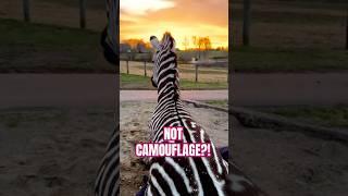 Why do ZEBRAS have stripes? (strange)