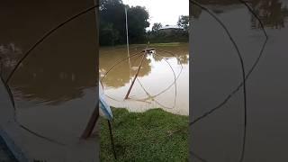 #tendingshorts #video #fiss#video #viralvideo #new #viralvideo #video #shortsvideo #shorts