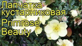 Лапчатка кустарниковая Примроуз Бьюти. Краткий обзор, описание potentilla fruticosa Primrose Beauty