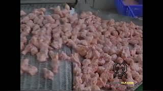 Operation freezing process of IQF spiral freezer frozen chicken thighs and nuggets