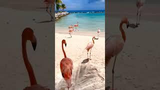 Розовые фламинго на островe Аруба Pink flamingos on the beach of the island of Aruba #shorts