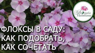 ФЛОКСЫ ДЛЯ САДА - КАКИЕ ВЫБРАТЬ, КАК СОЧЕТАТЬ МЕЖДУ СОБОЙ