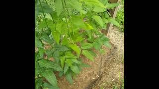 Yard Long Beans, not really. Best at about 20"(50cm) or so. Asparagus Beans Sitao Sitaw.