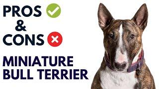 Miniature Bull Terrier Dog Breed Pros and Cons | Mini Bull Terrier Dog Advantages and Disadvantages