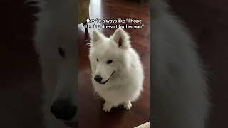 When you want a dog to bother you