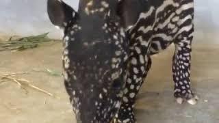 Baby tapir