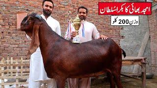 Sultan 200 Kg Giant Goat Of Amjad Bhai Lahore 2024