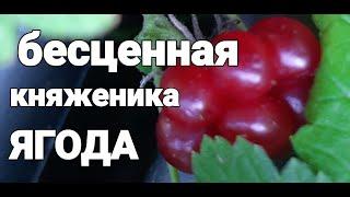 Покажу ягоду княженики- самая вкусная ягода!