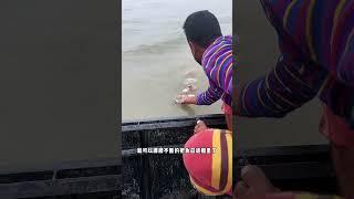 你見過如此輕鬆的捕魚方式嗎 #捕魚 #大爺抓魚