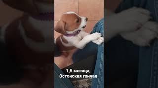 Шанель, Эстонская гончая, 1,5 месяца, первые команды