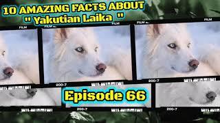 Top 10 amazing facts about Yakutian Laika.