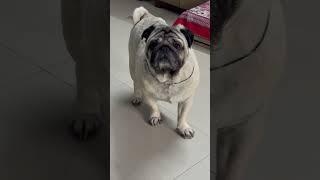 Hi bestie #pug #dog #shorts