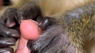ASMR Monkey Grooming Relaxing Oddly Satisfying (Thabo And Ray)