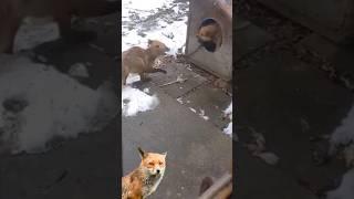 fox bothers dog