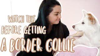 Owning a BORDER COLLIE: The pros and cons