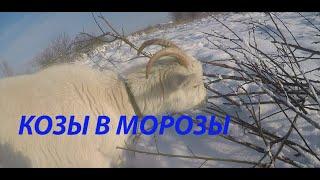 Козы в морозы  -22 градуса//Как содержать коз зимой?//Адаптация коз к морозам