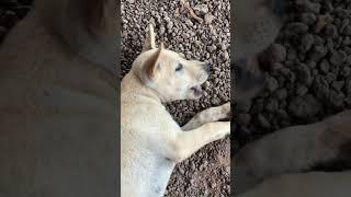 Just for play.#cute #puppy