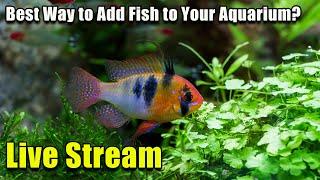 [LIVE]  The Best Way to Add Fish to Your Aquarium + Fish Q&A!