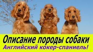 Английский кокер спаниель описание породы собаки!