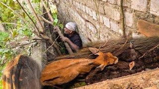 संकरी गली में 7-8 दिन से भूखी-प्यासी फंसी 2 गायों का  रेस्क्यू Two Cow Rescue