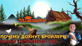 Выяснил причину, почему дохнут КОББ-500. Сделал выводы//"Мое Подворье"