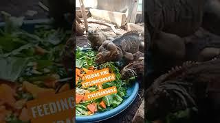 FEEDING TIME!! #shorts  #rhinoiguana #cubanrock #iguana #reptiler #reptilelover #berandashorts