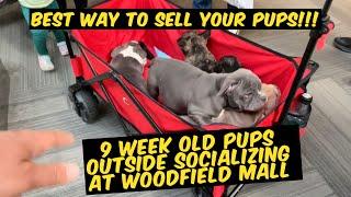 Best Way to Sell Your Exotic Bullies in 2024‼️ A DAY AT WOODFIELD MALL WITH THE PUPS