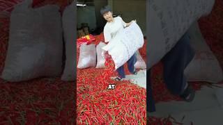 Chilli cultivation along with maize 