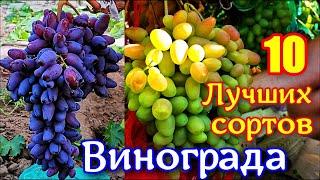 10 Самых лучших сортов Винограда. Самые Лучшие сорта винограда. Обзор столовых сортов винограда