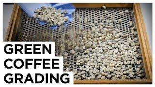 Green Coffee Grading | European Coffee Trip x DRWakefield