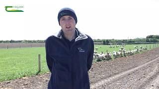 Research update - Alternative forages finishing hill and store lambs