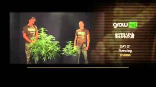 GH Cheese - Green House Grow Sessions